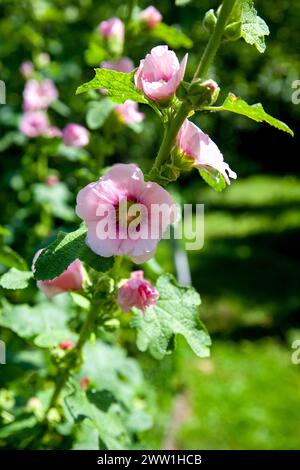 Weiß-rosa Blüten von Moschusmalve oder Lavatera mit einem gelben Zentrum beleuchtet von der Sonne im Innenhof des Hauses im Sommer. Malvenblüten, selektiv f Stockfoto