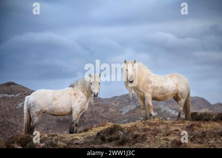 Highland Ponies auf dem Eishken Estate auf der Isle of Lewis and Harris, Outer Hebriden, Schottland. Stockfoto