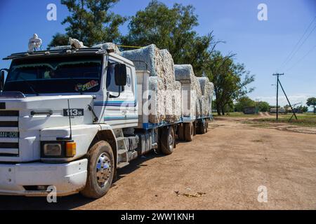 Baumwollproduktion, die per LKW an die Fabriken versandt werden kann. Stockfoto