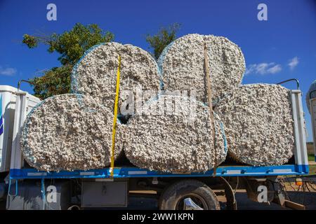 Baumwollproduktion, die per LKW an die Fabriken versandt werden kann. Stockfoto