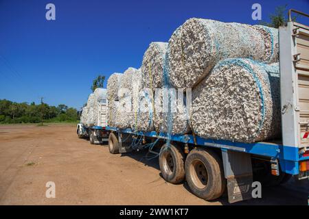 Baumwollproduktion, die per LKW an die Fabriken versandt werden kann. Stockfoto