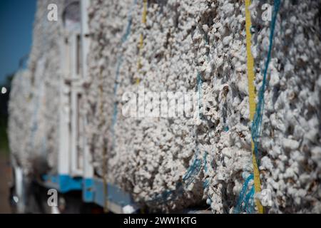 Baumwollproduktion, die per LKW an die Fabriken versandt werden kann. Stockfoto