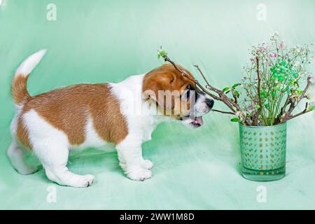 Der schöne kleine Jack Russell Terrier-Welpe schnüffelt Zweige mit blühenden Blättern. Der Frühling ist gekommen, Ostersonntag Stockfoto