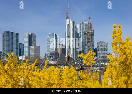 Frühlingsanfang in Frankfurt am Main die Büsche am Mainufer blühen zum Frühlingsanfang vor der Frankfurter Bankenskyline. Frankfurt am Main Mainufer Hessen Deutschland *** Frühfrühling in Frankfurt am Main die Büsche am Mainufer blühen vor der Frankfurter Bank Skyline zu Frühjahrsbeginn Frankfurt am Main Mainufer Hessen Deutschland 2024-03-20 ffm Skyline fruehlingsanfang 02 Stockfoto