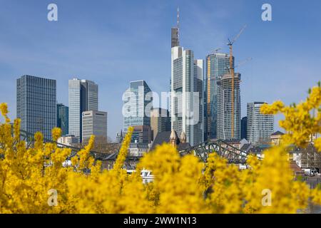 Frühlingsanfang in Frankfurt am Main die Büsche am Mainufer blühen zum Frühlingsanfang vor der Frankfurter Bankenskyline. Frankfurt am Main Mainufer Hessen Deutschland *** Frühfrühling in Frankfurt am Main die Büsche am Mainufer blühen vor der Frankfurter Bank Skyline zu Frühjahrsbeginn Frankfurt am Main Mainufer Hessen Deutschland 2024-03-20 ffm Skyline fruehlingsanfang 03 Stockfoto