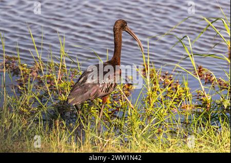 Glossy Ibis, Chobe National Park, Botswana Stockfoto