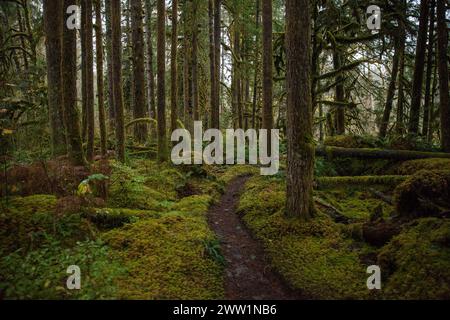 Spazieren Sie Im Mossy Woods Stockfoto