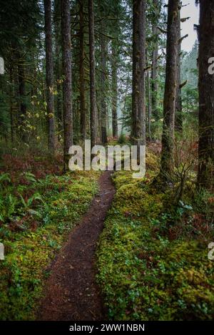 Moosiger Spaziergang Stockfoto