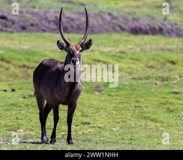 Waterbuck, Chobe National Park, Botswana Stockfoto