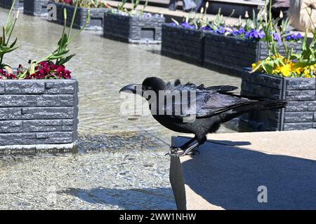 Großschnabelkrähe oder Dschungelkrähe (Hashibuto Karasu) in der Nähe eines Brunnens im Ueno Park – Taito, Tokio, Japan – 28. Februar 2024 Stockfoto