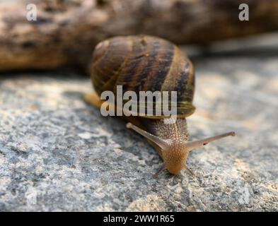 Schnecke kriecht auf dem Stein Stockfoto