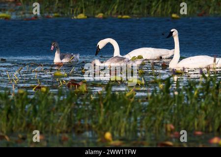 Trompeter-Schwan-Paar mit Zygneten Stockfoto