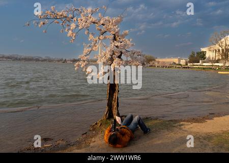 Ein Fotograf fängt „Stumpy“ die 25 Jahre alte Cherry Blossom am 20. März 2024 entlang des Tidal Basin in Washington DC ein Stockfoto