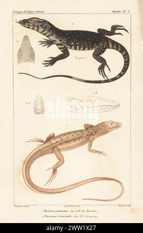 Bengalische Warane, Varanus bengalensis 1 und Crocodile tegu, Crocodilurus amazonicus 2. Überwachen Sie gemmatus, Dracaena bicarinata. Handkolorierter Kupferstich von Eugene Giraud nach einer Illustration von Felix-Edouard Guérin-Méneville und Louis Victor Bévalet aus Guérin-Ménevilles Iconographie du règne Animal de George Cuvier, Ikonographie des Tierreiches von George Cuvier, J. B. Bailliere, Paris, 1829–1844. Stockfoto