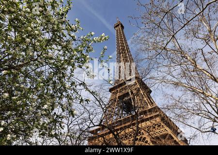 Paris, Frankreich. März 2024. Bäume blühen am Champ de Mars in der Nähe des Eiffelturms in Paris, Frankreich, 20. März 2024. Quelle: Gao Jing/Xinhua/Alamy Live News Stockfoto