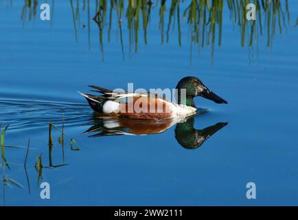 Nördliche Schaufelmaschine (Spatula clypeata), Baskett Slough National Wildlife Refuge, Oregon Stockfoto