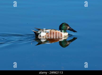 Nördliche Schaufelmaschine (Spatula clypeata), Baskett Slough National Wildlife Refuge, Oregon Stockfoto