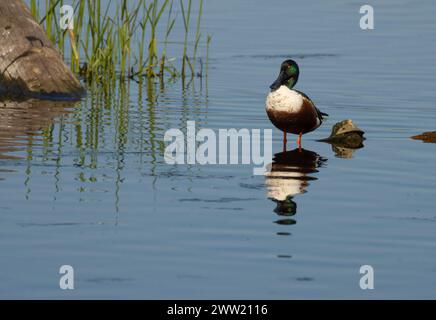 Nördliche Schaufelmaschine (Spatula clypeata), Baskett Slough National Wildlife Refuge, Oregon Stockfoto