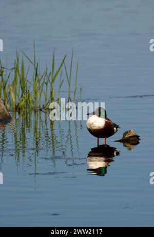 Nördliche Schaufelmaschine (Spatula clypeata), Baskett Slough National Wildlife Refuge, Oregon Stockfoto