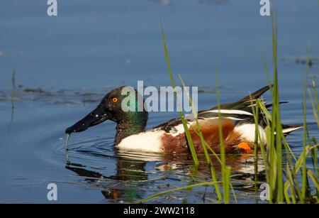 Nördliche Schaufelmaschine (Spatula clypeata), Baskett Slough National Wildlife Refuge, Oregon Stockfoto