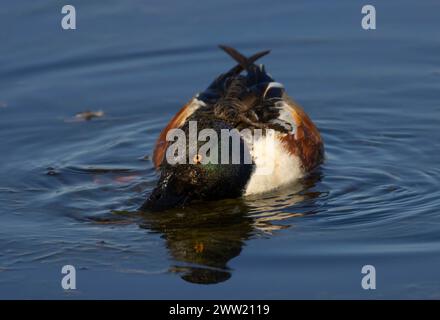 Nördliche Schaufelmaschine (Spatula clypeata), Baskett Slough National Wildlife Refuge, Oregon Stockfoto