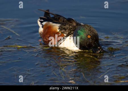 Nördliche Schaufelmaschine (Spatula clypeata), Baskett Slough National Wildlife Refuge, Oregon Stockfoto