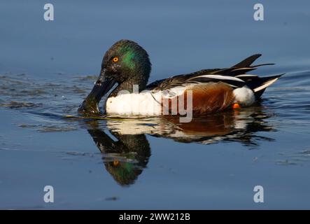 Nördliche Schaufelmaschine (Spatula clypeata), Baskett Slough National Wildlife Refuge, Oregon Stockfoto