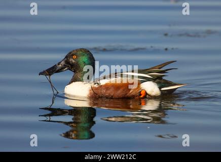 Nördliche Schaufelmaschine (Spatula clypeata), Baskett Slough National Wildlife Refuge, Oregon Stockfoto