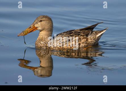 Nördliche Schaufelmaschine (Spatula clypeata), Baskett Slough National Wildlife Refuge, Oregon Stockfoto