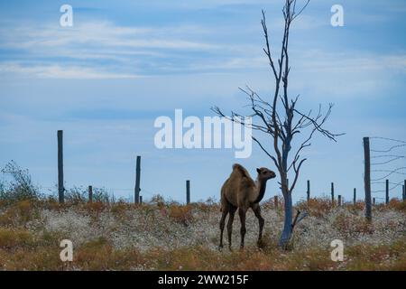 Ein kurioses Kamel steht an einem einsamen, blattlosen Baum in einer kargen Landschaft, vor einem blauen Himmel. Stockfoto