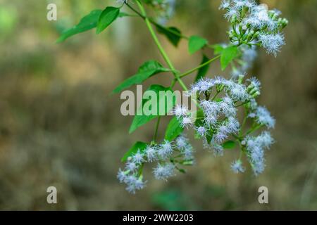 Blue Mink trägt flauschige, puderblaue Blüten. Schönes Lavendelblau bedeckt das gesunde dunkelgrüne Laub den ganzen Sommer. Ageratum Blue Mink Paare Beauti Stockfoto