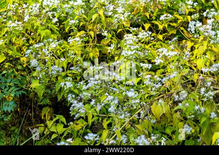 Ageratum houstonianum oder Blue Mink trägt flauschige, puderblaue Blüten. Große flauschige Blumenköpfe eines schönen Lavendelblau bedecken das gesunde dunkle gre Stockfoto