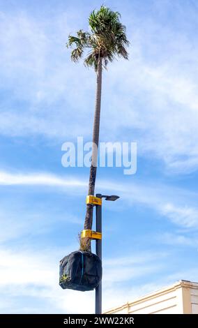 Hängende Palmen, die an Lampenpfosten wachsen, Crown Street Mall, Wollongong, New South Wales, Australien Stockfoto