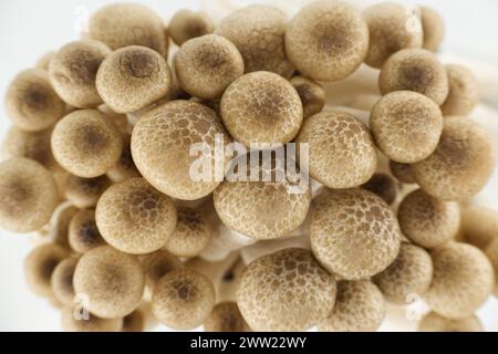 Gruppe von Shimeji-Pilzen in verschiedenen Brauntönen, Buchenpilze (Hypsizygus tessellatus) Stockfoto
