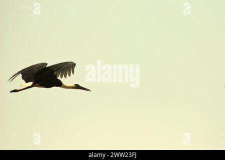 Ein asiatischer Wollhalsstorch (Ciconia episcopus) fliegt im Ujung Kulon Nationalpark, Pandeglang, Banten, Indonesien. Die International Union for Conservation of Nature (IUCN) kommt zu dem Schluss, dass steigende Temperaturen unter anderem zu ökologischen, verhaltensbezogenen und physiologischen Veränderungen der Tierarten und der Artenvielfalt geführt haben. „Zusätzlich zu den erhöhten Krankheitsraten und geschädigten Lebensräumen verursacht der Klimawandel auch Veränderungen bei den Arten selbst, die ihr Überleben bedrohen“, schrieben sie in einer Publikation auf IUCN.org. Stockfoto