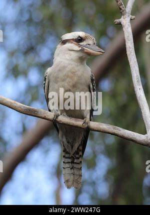 Lachender Kookaburra-Vogel, der auf einem Baumzweig in Australien sitzt Stockfoto