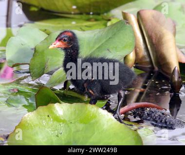 Dunkle Moorhen-Küken, die in einem Teich von Wasser zwischen Fliedern spazieren gehen Stockfoto