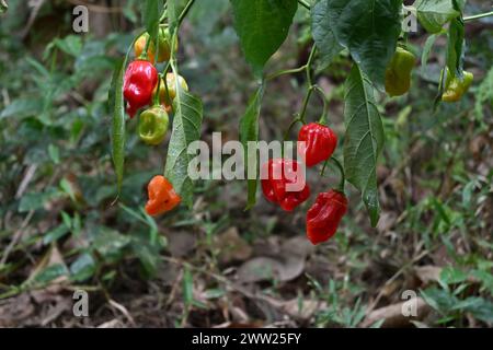 Seitenansicht der Reifen Capsicum chinense Chili-Früchte, die am Chilizweig hängen und die Whiteflies auf den Blättern befallen sind Stockfoto