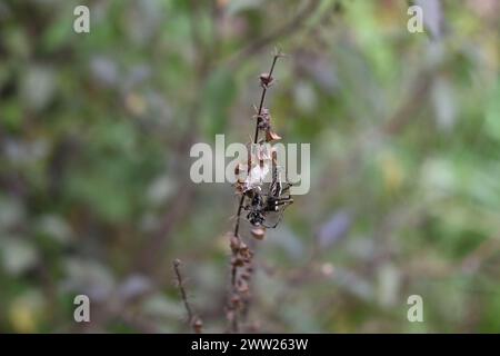 Wunderschöne Hintergrundansicht einer weiblichen gestreiften Luchsspinne mit einer gefangenen schwarzen Biene, die auf einem Nest sitzt und Eier auf einem trockenen Tulsi-Blütenstand liegen Stockfoto