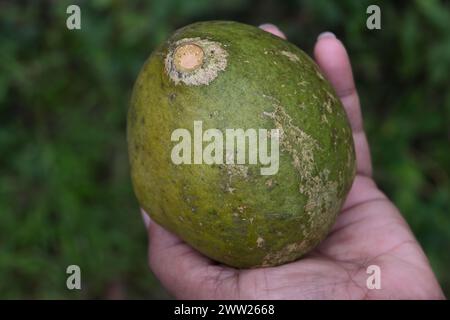 Blick auf eine reife goldene Apfelfrucht (Aegle Marmelos) aus einem hohen Winkel. Eine weibliche Hand hält die Frucht Stockfoto