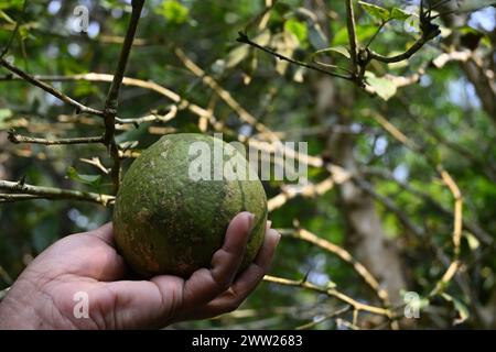 Eine goldene Apfelfrucht wird von einer Hand im Hintergrund des goldenen Apfelbaums (Aegle marmelos) gehalten. Stockfoto