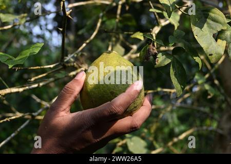 Wunderschöner Blick auf eine goldene Apfelfrucht (Aegle Marmelos), die von einer Hand in der Nähe des goldenen Apfelbaums gehalten wird Stockfoto