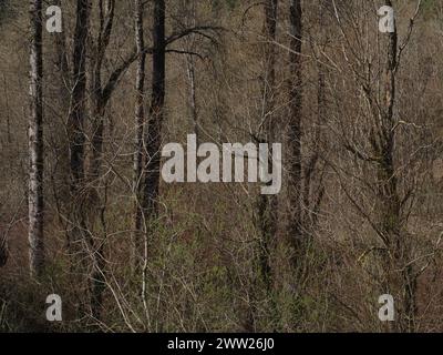 Spring Forest - Vedder River, Chilliwack, BC, Kanada Stockfoto