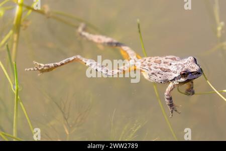 Sierran Treefrog schwimmt in einem Teich und zeigt seine gelben „Flash Color“-Markierungen auf den inneren Schenkeln. Joseph D. Grant County Park, Santa Clara County, C. Stockfoto