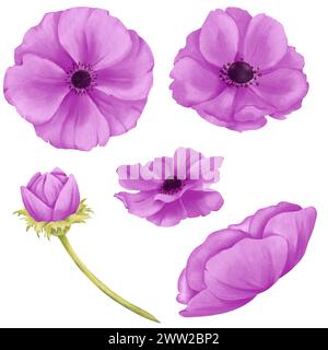 Eine Reihe von violetten Anemonenblüten mit Knospen und blühenden Blüten. Aquarellillustration für Scrapbooking, digitale Hintergründe, Website-Banner Stockfoto