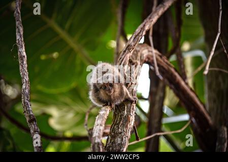 Ein kurioses Baby weiß getuftete Marmoset (Callithrix jacchus) auf einem Baum in Rio de Janeiro, Brasilien Stockfoto