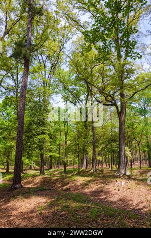 Der Richmond National Battlefield Park erinnert an 13 Stätten des Amerikanischen Bürgerkriegs in Richmond, Virginia, USA Stockfoto