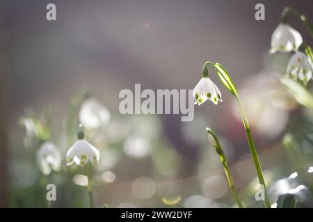 Schöne Frühlingsschneeflocken blühen im Wald, weicher Fokus, Leucojum vernum Stockfoto