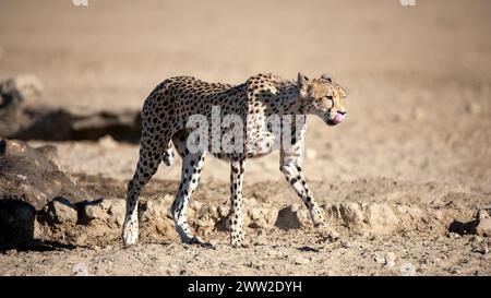 Cheetah (Acinonyx jubatus) Kgalagadi Transfrontier Park, Südafrika Stockfoto