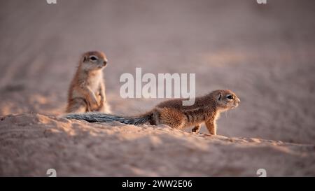 Erdhörnchen (Xerus inauris) Kgalagadi Transfrontier Park, Südafrika Stockfoto